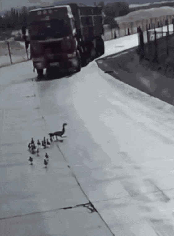 GIF animé