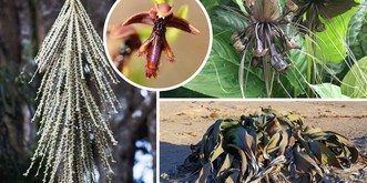 10 plantes horriblement moches qui vont vous captiver
