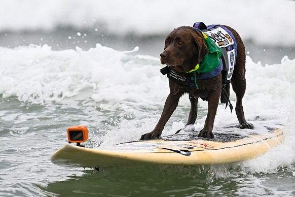 LES CHAMPIONNATS DU MONDE DE SURF CANIN en Californie