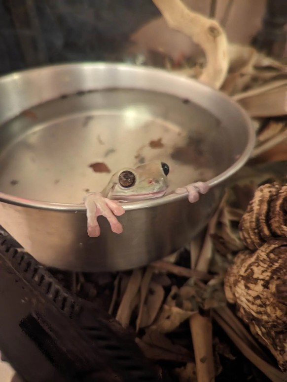 cute news tier frosch

https://www.reddit.com/r/frogs/comments/134nvuy/chilling_in_his_water_bowl/