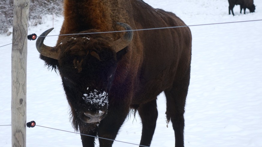 Wisente am 10. Januar 2023 vom Projekt Wisent Thal im Solothurner Jura
