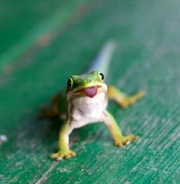 cute news tier gecko

https://ch.pinterest.com/pin/5348093303426193/