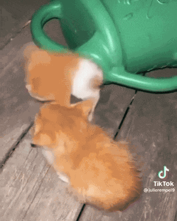 GIF animé