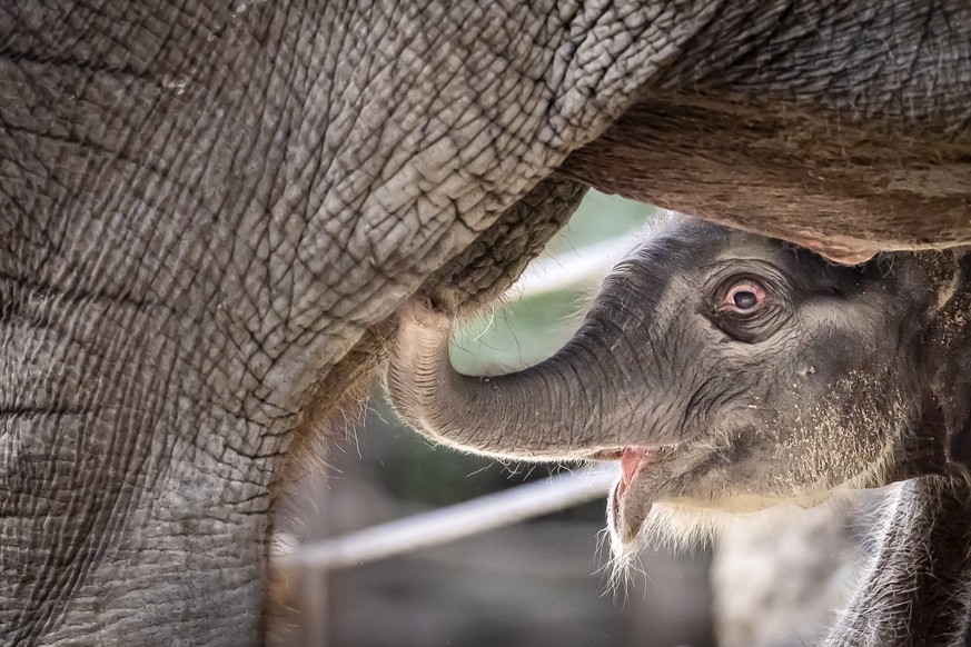 epaselect epa12042496 An elephant calf stands with its mother, Farha, the day after it was born, on Easter Sunday, at Zurich Zoo in Zurich, Switzerland, 20 April 2025. The 19-year-old elephant Farha g ...
