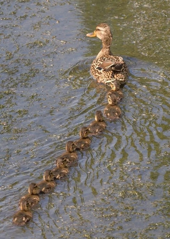 cute news tier ente

https://ch.pinterest.com/pin/1121888957181253667/