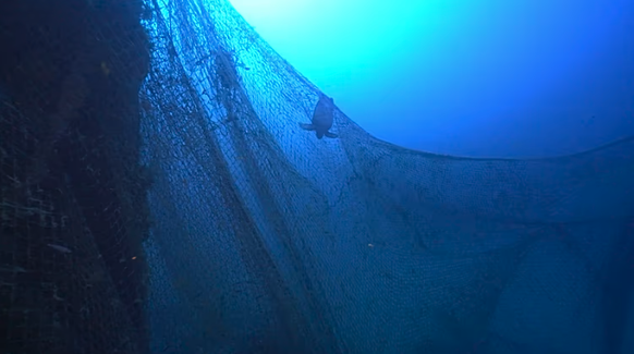 Des plongeurs filment le premier grand requin blanc en Méditerranée