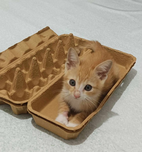 cute news tier katze

https://www.reddit.com/r/IfIFitsISits/comments/1qgsq5m/what_type_of_egg_is_this/