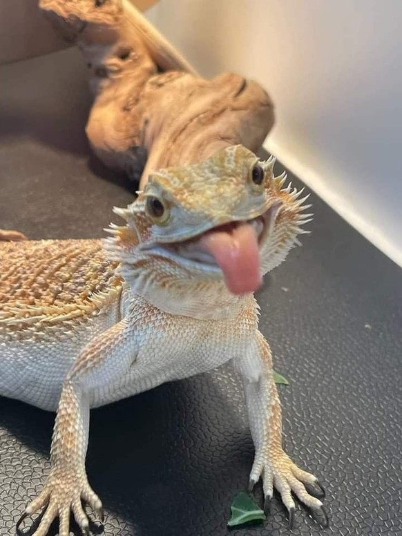 cute news tier eidechse

https://ch.pinterest.com/pin/1121888957181622867/