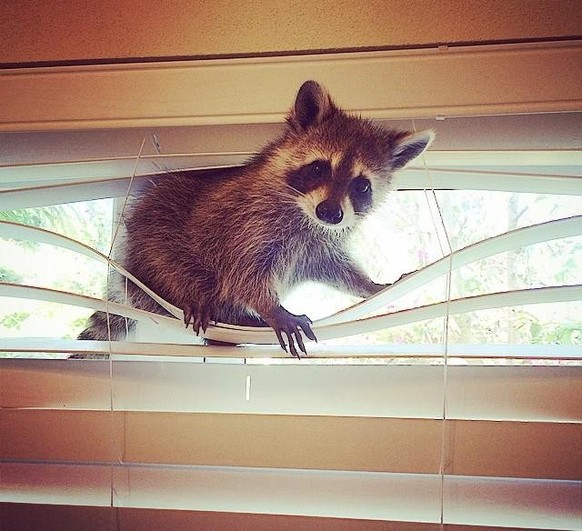 cute news tier raccoon waschbär

https://www.reddit.com/r/Raccoons/comments/zwv63y/cheeky_but_cute/