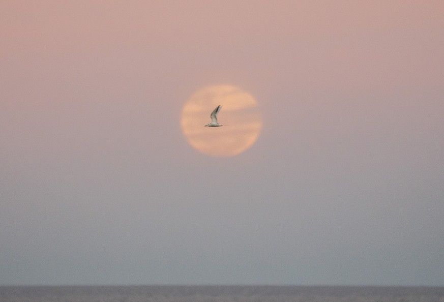 A seagull flies as a full moon rises in Montevideo, Uruguay, Wednesday, July 13, 2022. (AP Photo/Matilde Campodonico)