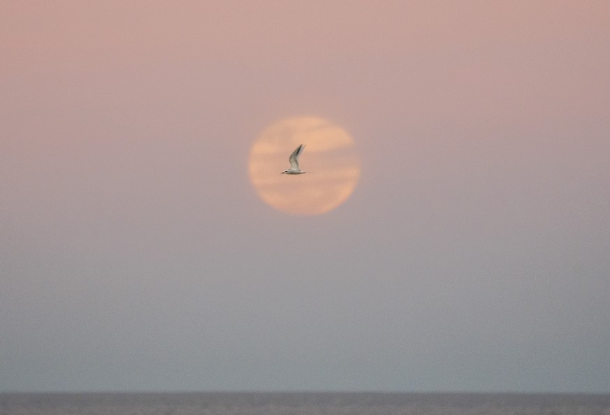 A seagull flies as a full moon rises in Montevideo, Uruguay, Wednesday, July 13, 2022. (AP Photo/Matilde Campodonico)