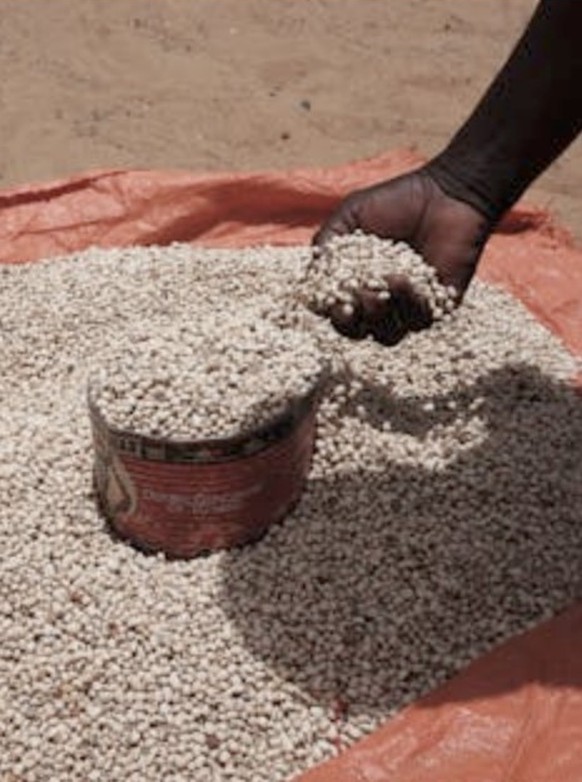 Du niébé au Sénégal. Nick Holt/SOS Sahel International.