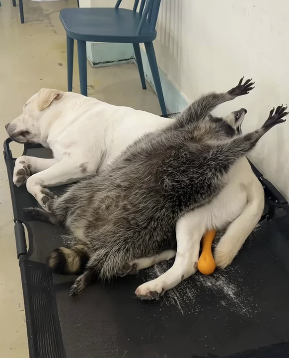 Cute News: Hund und Waschbär sind beste Freunde