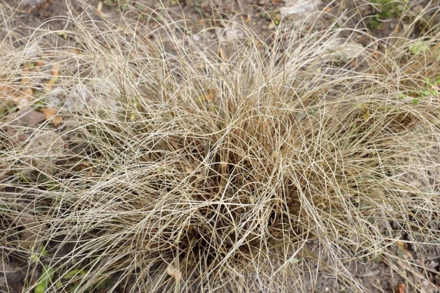 Carex buchananii.