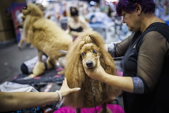 Women groom their dogs during the "world dog show 2023" competiton in Geneva, Switzerland, Saturday, August 26, 2023. Participants from 80 countires are presenting over 21'500 dogs from ...