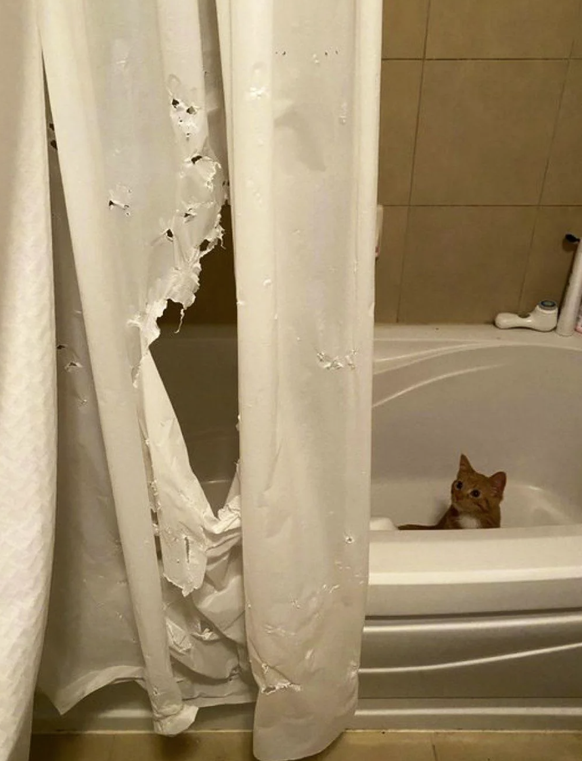 Die lustigsten Fails der Woche: Katze macht Duschvorhang kaputt