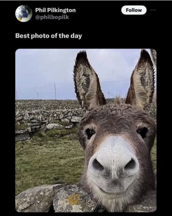 Lustiger Esel in den Cute News