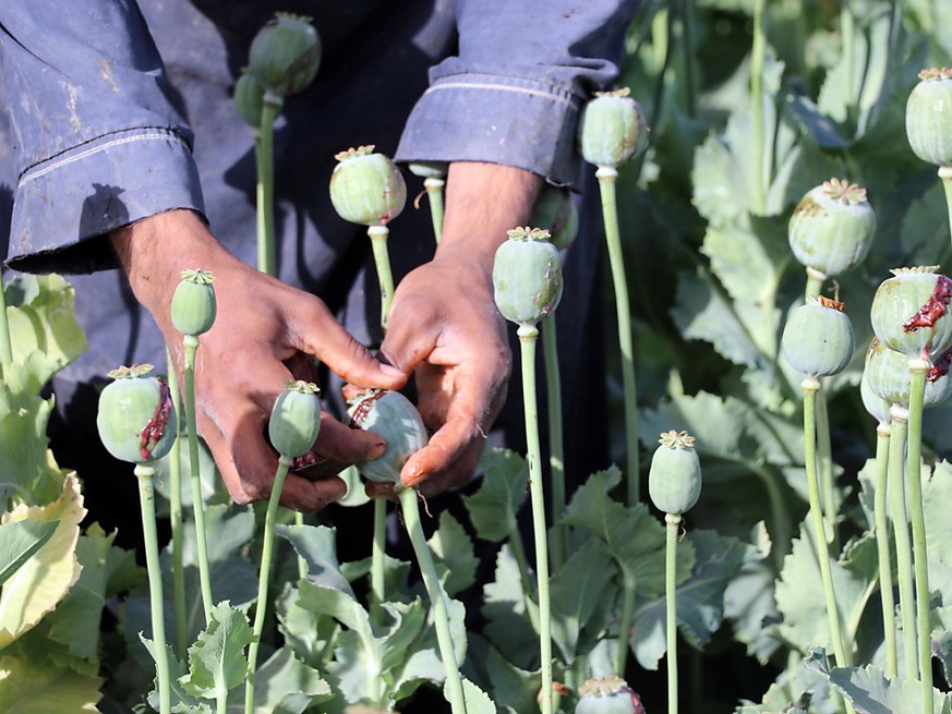 La culture du pavot atteint désormais 233&#039;000 hectares en Afghanistan (archives).