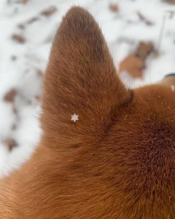 cute news tier schneeflock

https://www.instagram.com/p/DTK_xfjDC1t/?img_index=1