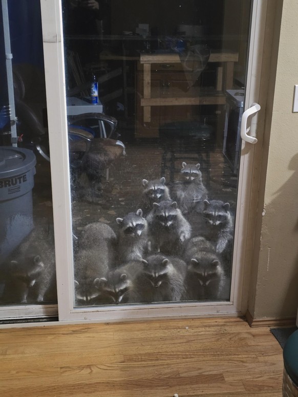 cute news tier waschbären

https://www.reddit.com/r/Raccoons/comments/1nym4uz/what_i_wake_up_to_every_morning/