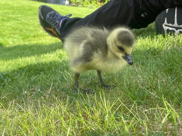 cute news tier bibeli

https://www.reddit.com/r/Animals/comments/1crw47r/how_do_i_take_care_off_this_guy/