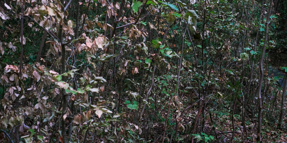 Même chez les jeunes hêtres de la forêt expérimentale d'Hölstein, les feuilles sont fanées à de nombreux endroits.
