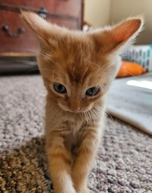 cute news tier katze

https://www.reddit.com/r/airplaneears/comments/1nzg2bw/all_set_for_the_smallest_takeoff_in_history/