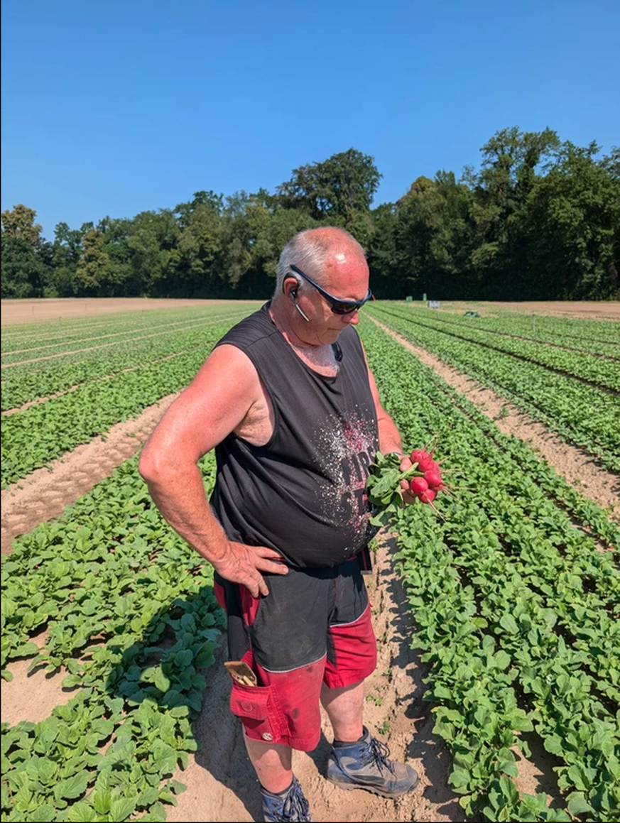 Thomas Wyssa, l'un des maraîchers exploitant de grandes terres dans la région du Seeland, constate des problèmes avec ses plantations de radis.