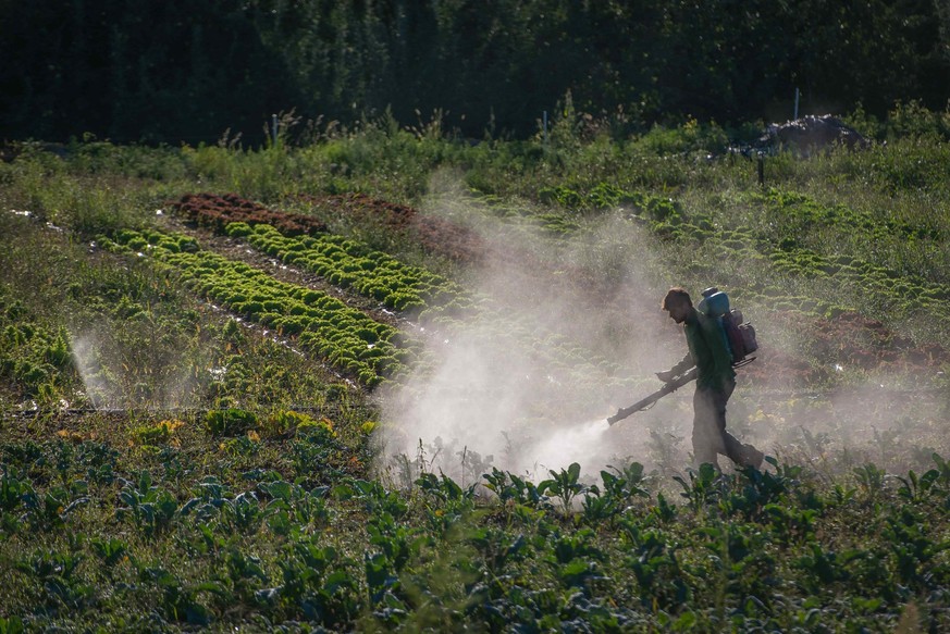 Une exploitation maraîchère traitée aux pesticides à l&#039;aide d&#039;un diffuseur dorsal en France.