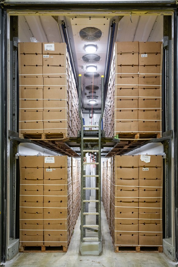 Les bananes restent quelques jours dans les cellules de mûrissage, dans le centre de mûrissage de bananes de Coop à Kaiseraugst