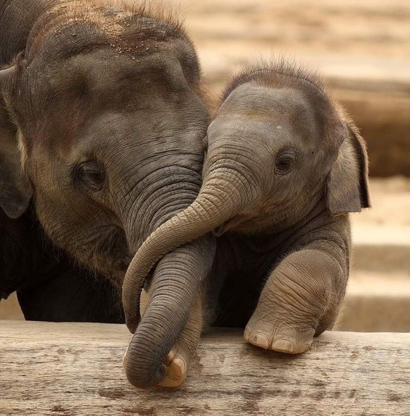 cute news tier elefanten

https://www.reddit.com/r/AnimalsBeingMoms/comments/19dopjn/this_cute_mother_and_baby_elephant/