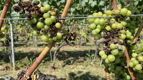 Le chasselas attaqué par le mildiou.