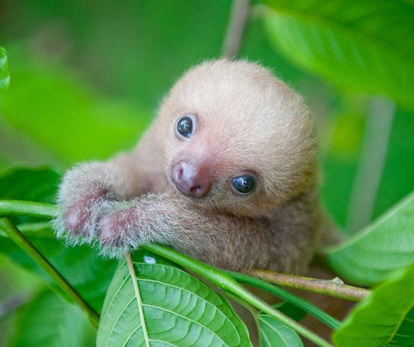 cute news tier sloth faultier baby

https://www.reddit.com/r/NatureIsFuckingCute/comments/126c26l/get_ready_to_say_aww_meet_the_cutest_baby_sloth/