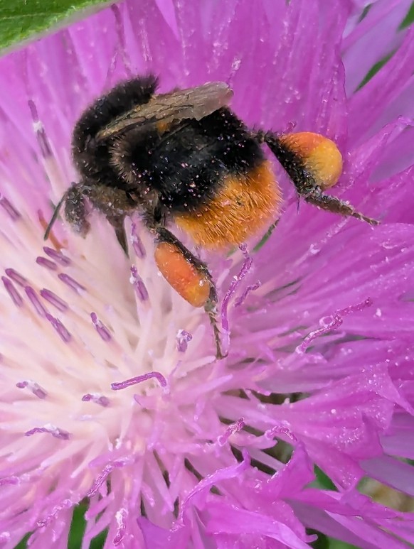 cute news tier hummel

https://www.reddit.com/r/beebutts/comments/1uhxaeu/fully_loaded_beebutt/