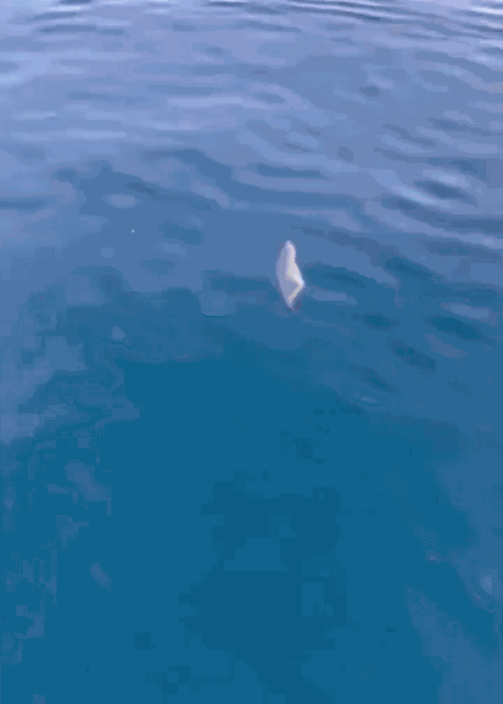 GIF animé
