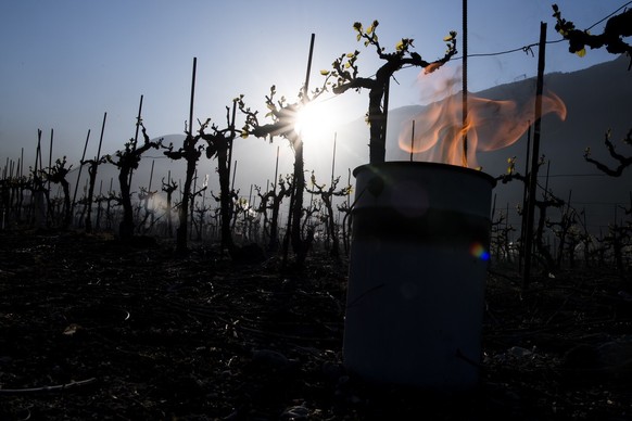 Anti-frost candles burn in a vineyard, in the middle of the Swiss Alps mountains, in Saxon, Canton of Valais, Switzerland, Thursday, April 20, 2017. Due to unusual low temperatures wine growers try to ...