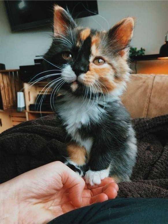 cute news tier katze

https://imgur.com/gallery/Q53qPKK