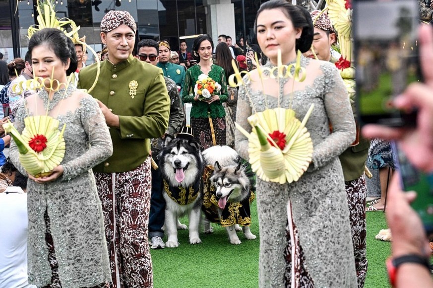 Un mariage entre deux chiens fait polémique en Indonésie.