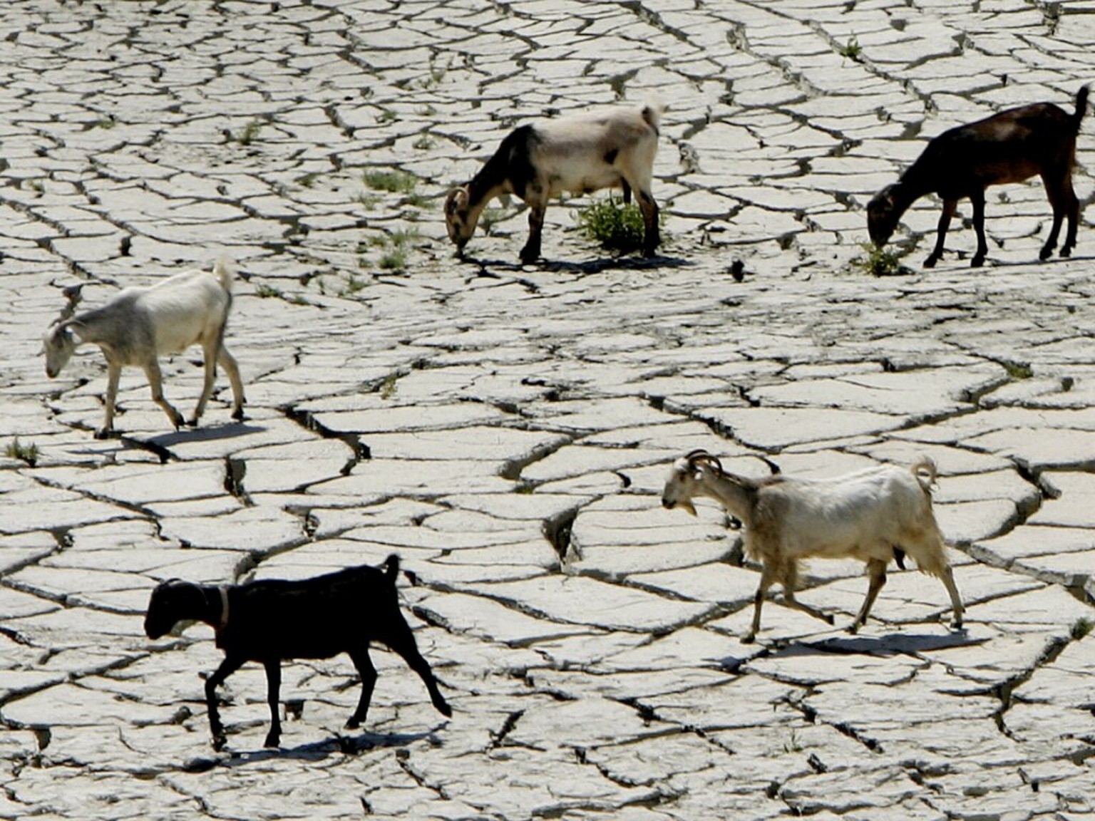 La COP15 d&#039;Abidjan sur la d