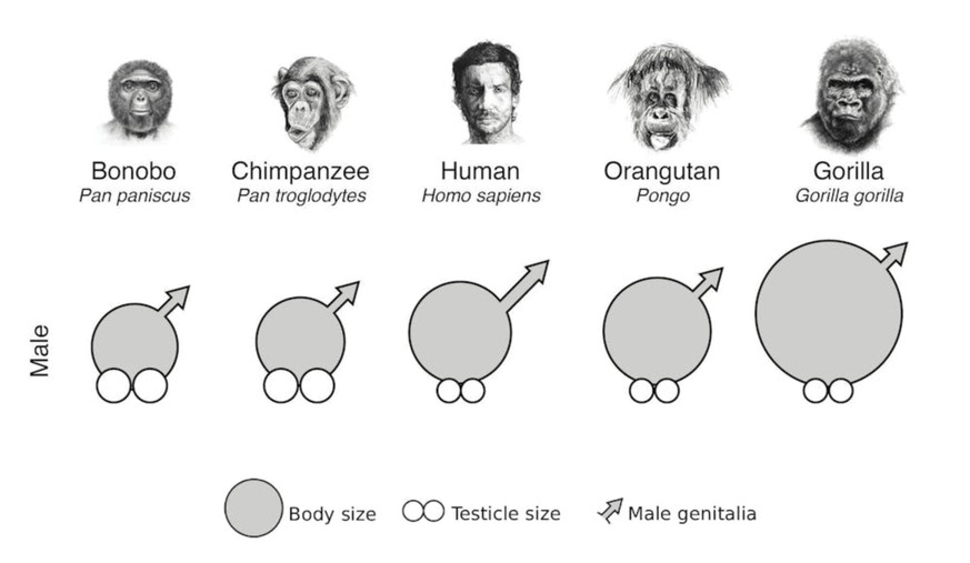 Organes sexuels masculins des grands singes, comparaison par taille.