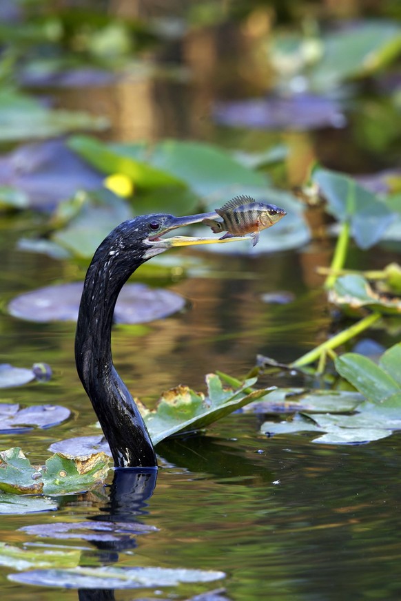 Amerikanischer Schlangenhalsvogel - Anhinga anhinga - American Darter Amerikanischer Schlangenhalsvogel - Anhinga anhinga - American Darter Copyright: xZoonar.com/StefanxJondralx 2441744