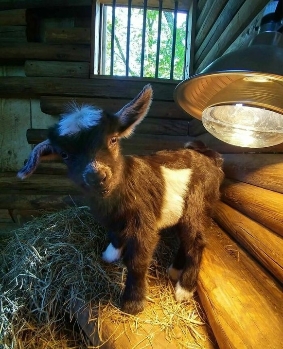 cute news animal tier goat baby ziege

https://www.boredpanda.com/cute-goats/