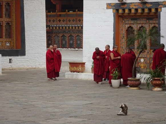 Un chat dans la cour d'un temple bouddhiste au Bhoutan, pays du bonheur.