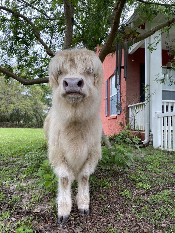 cute news animal tier kuh

https://www.reddit.com/r/AnimalsBeingDerps/comments/typ29v/gotta_love_the_bangs/