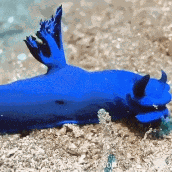 GIF animé