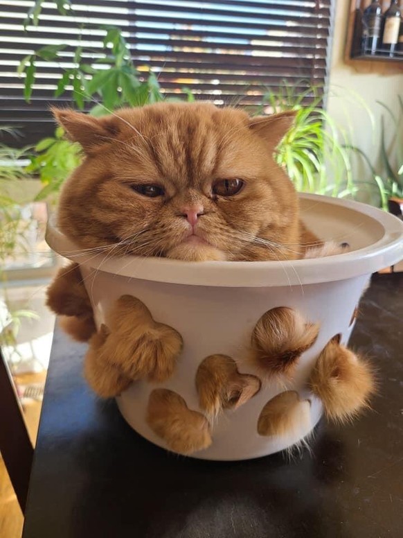 cute news animal tier katze cat

https://www.reddit.com/r/funny/comments/q0mtcd/old_one/