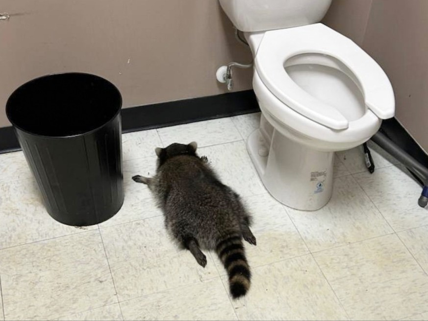 Après quelques heures de sommeil réparateur &quot;et sans aucun signe de blessure (à part peut-être une gueule de bois)&quot;, le raton laveur a été relâché dans la nature, écrit le refuge sur Faceboo ...