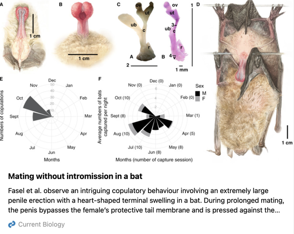 chauve-souris pénis biologie