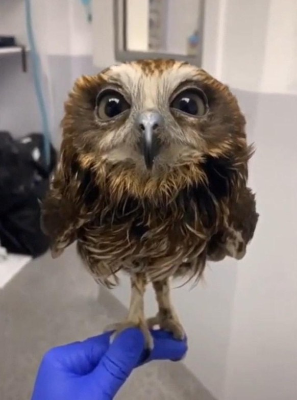cute news animal tier eule owl

https://www.reddit.com/r/aww/comments/rq1rzg/taking_care_of_this_owl_was_a_hoot/