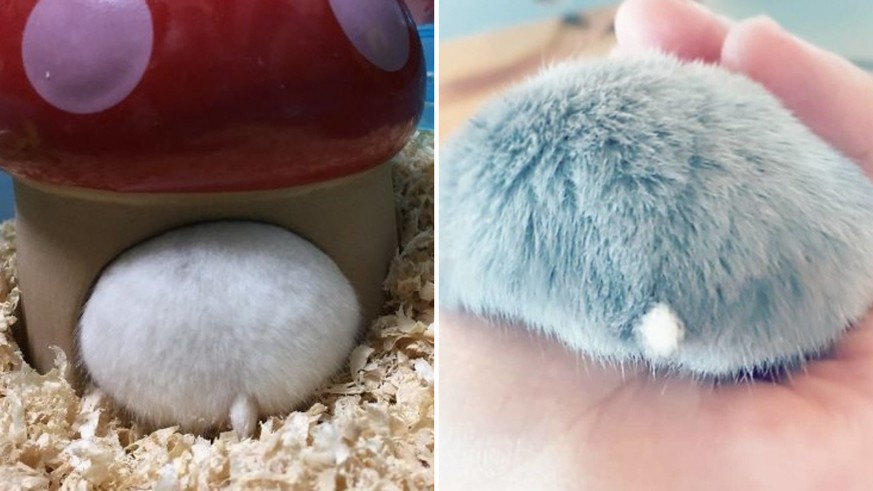 11 Cul Culs De Hamsters Trop Choux